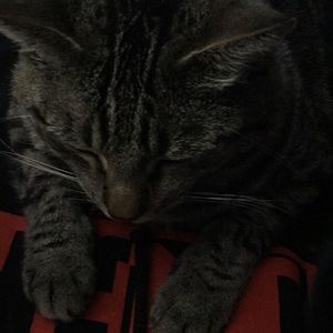 Meet your Posher, Rider